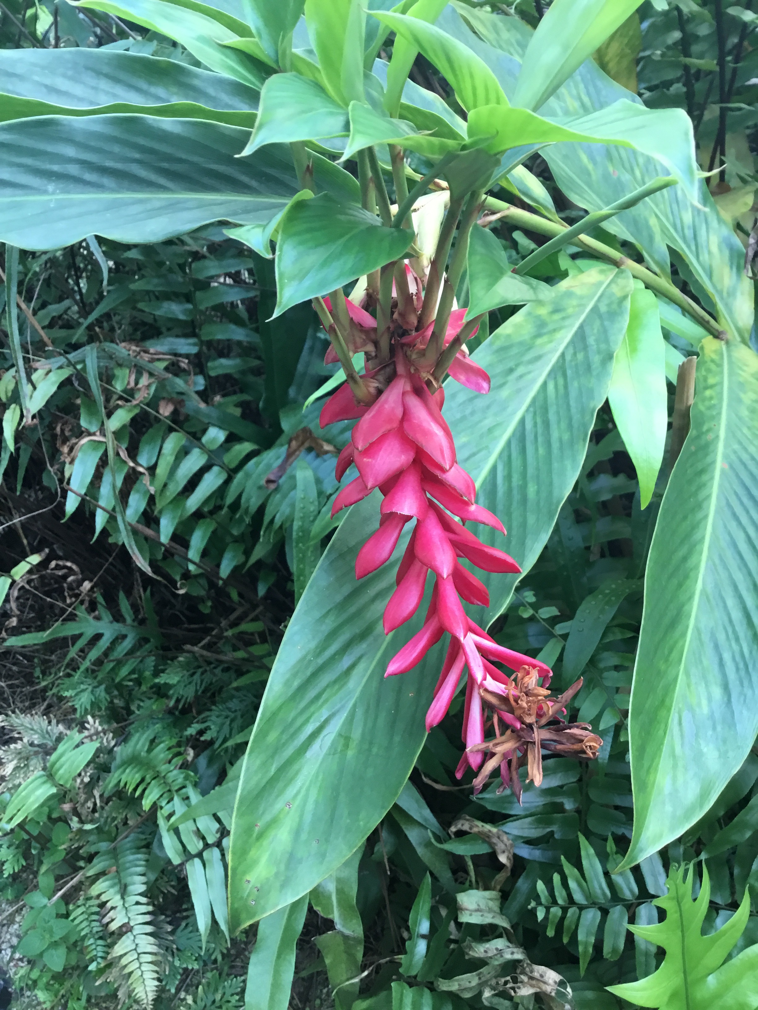 Ginger plant