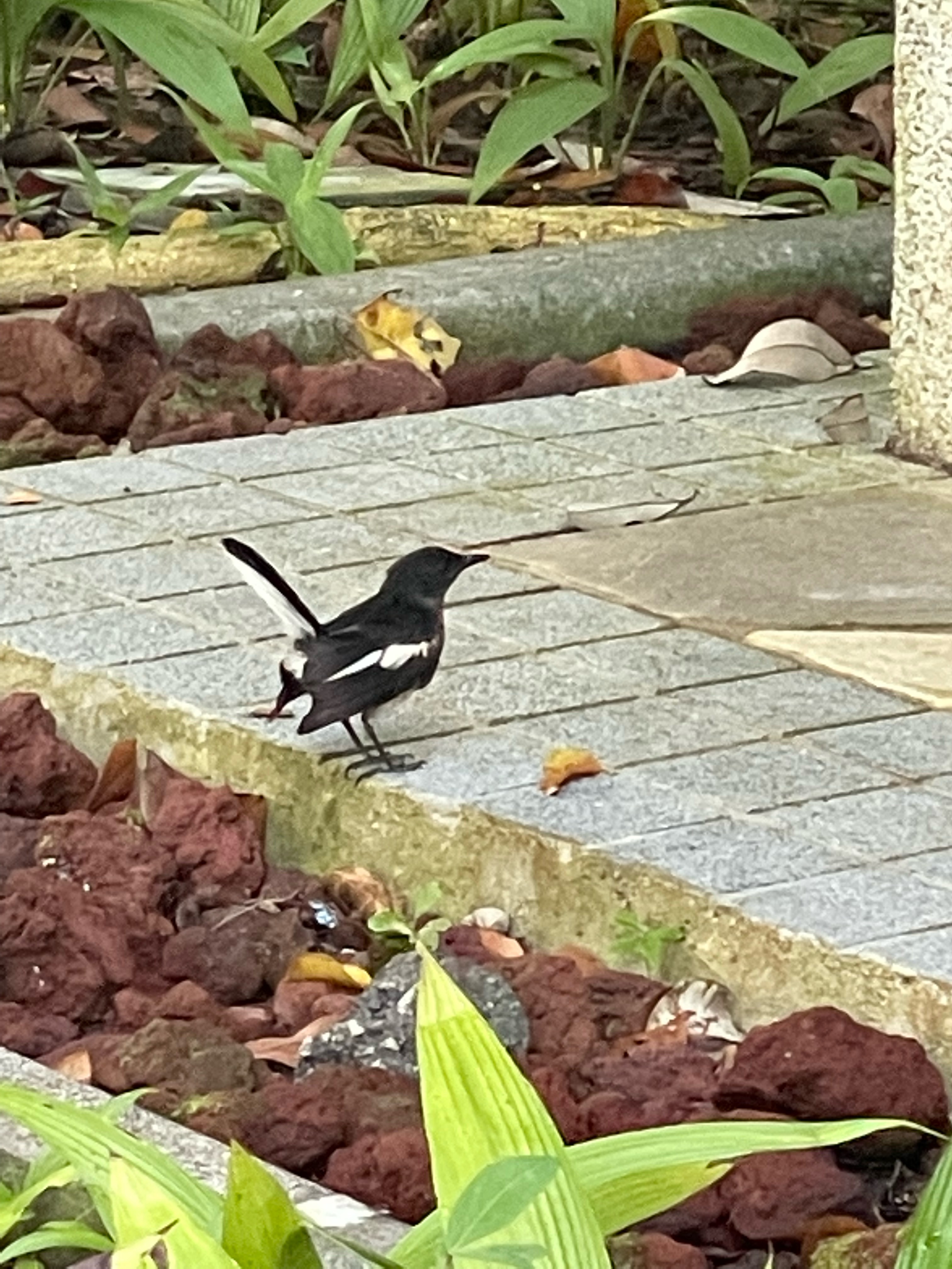 Oriental magpie-robin   