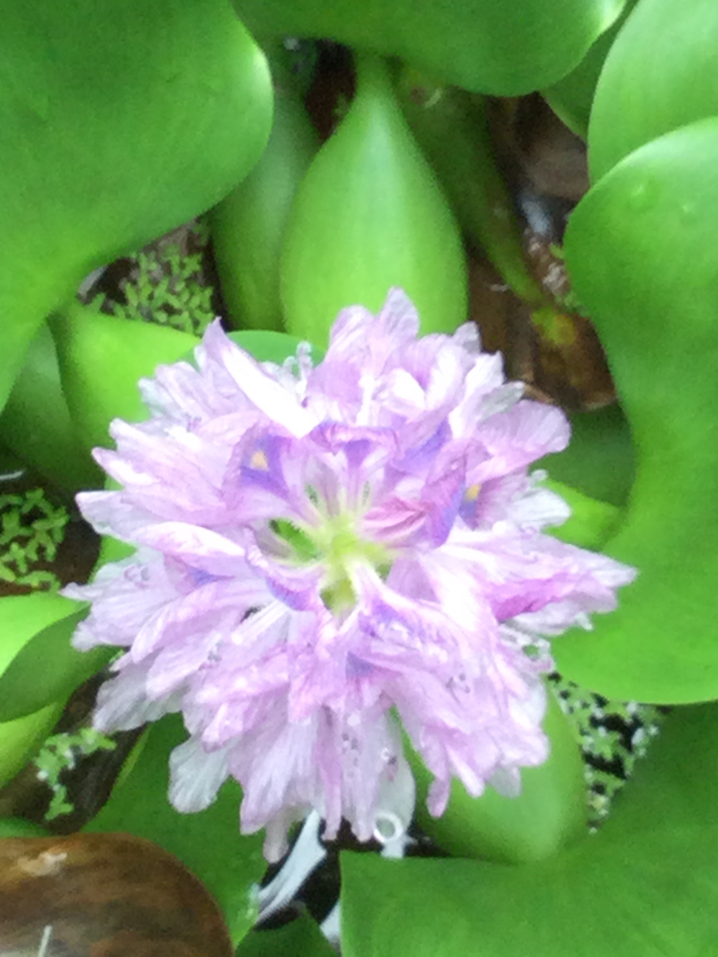 Water hyacinth 