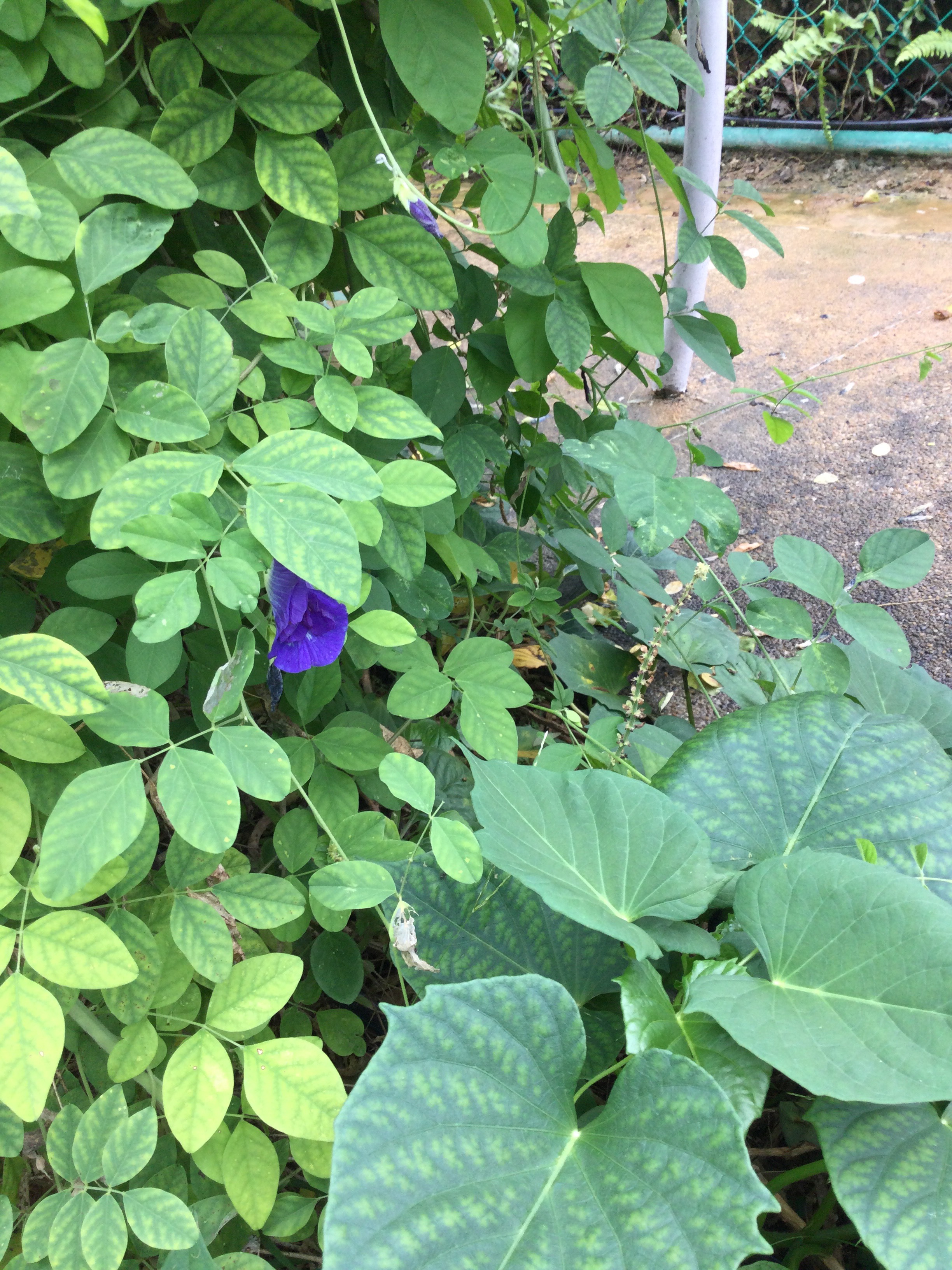 Blue pea flower Biodiversity and Environment Database System
