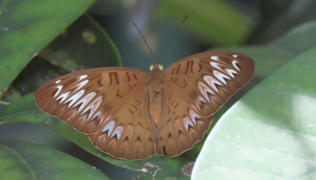 Malay viscount