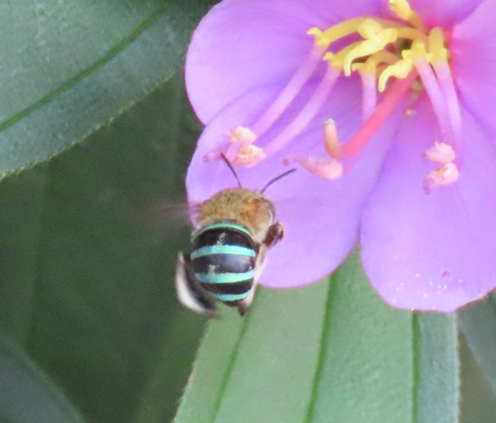 Sunda blue-banded digger bee