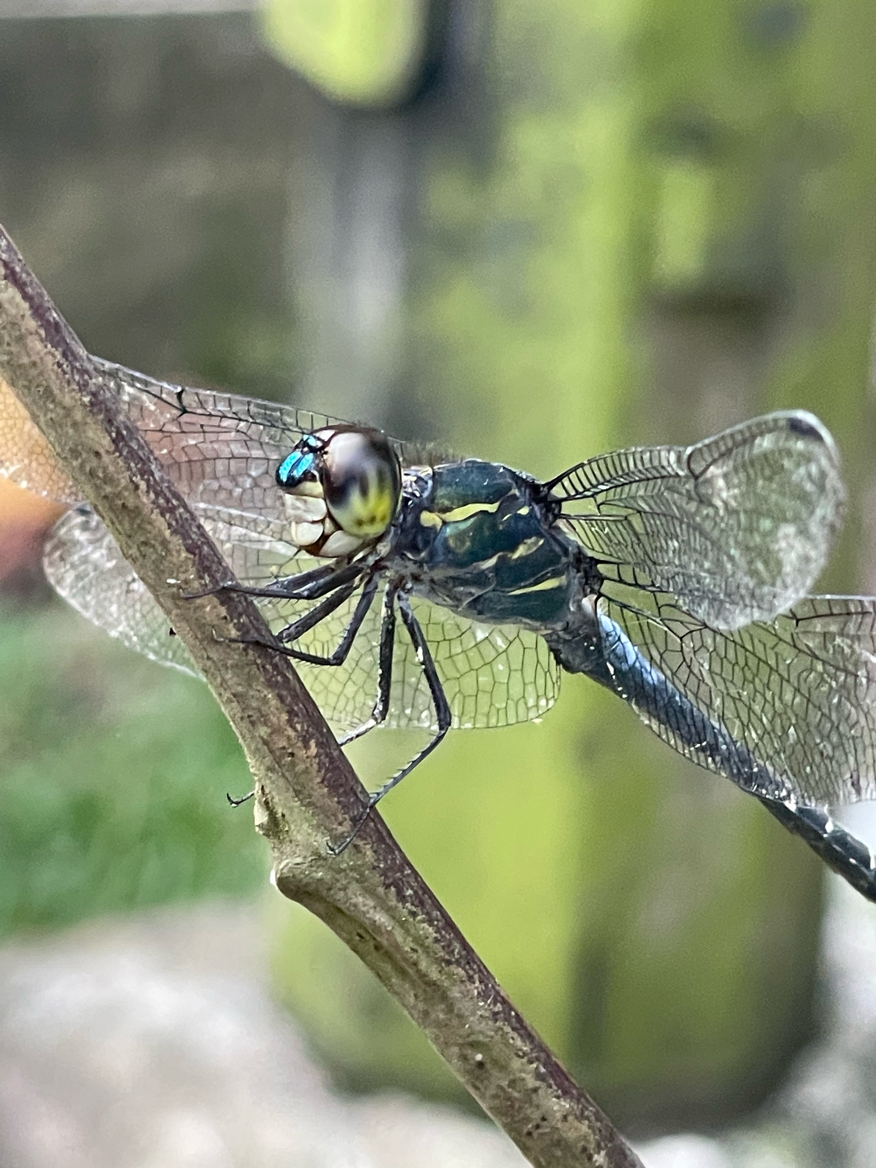Lined forest-skimmer (m)