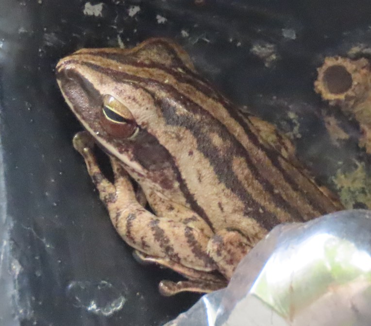Four-lined tree frog?