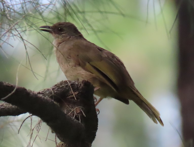 Olive-winged bulbul