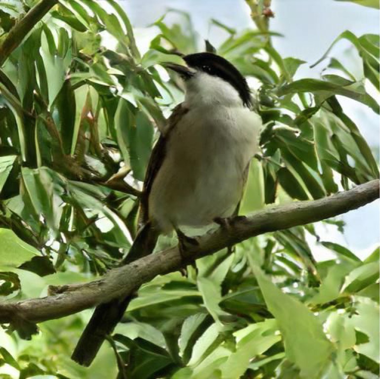 Long tailed shrike