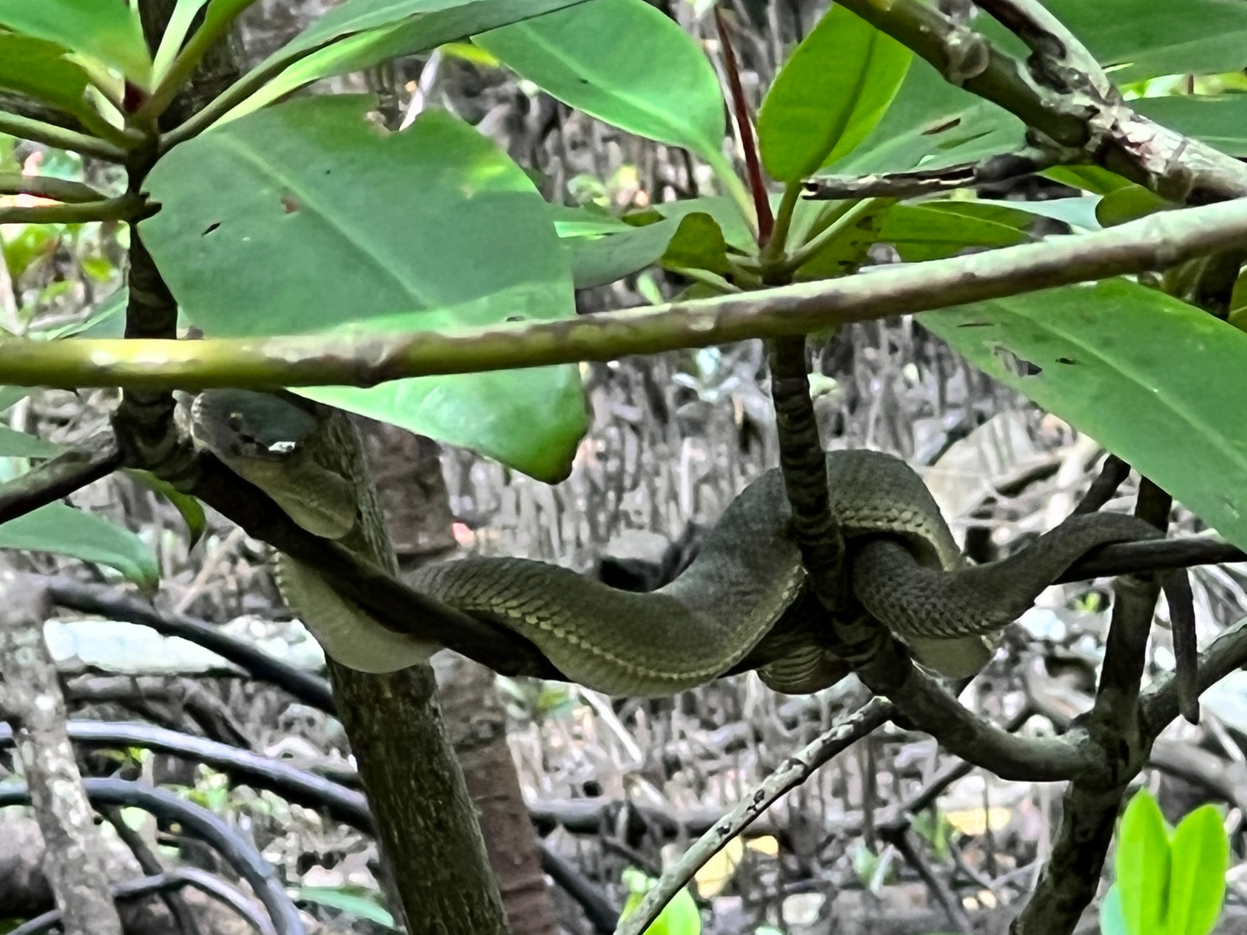 Mangrove pit viper 
