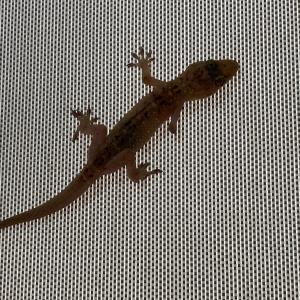 Spotted house gecko