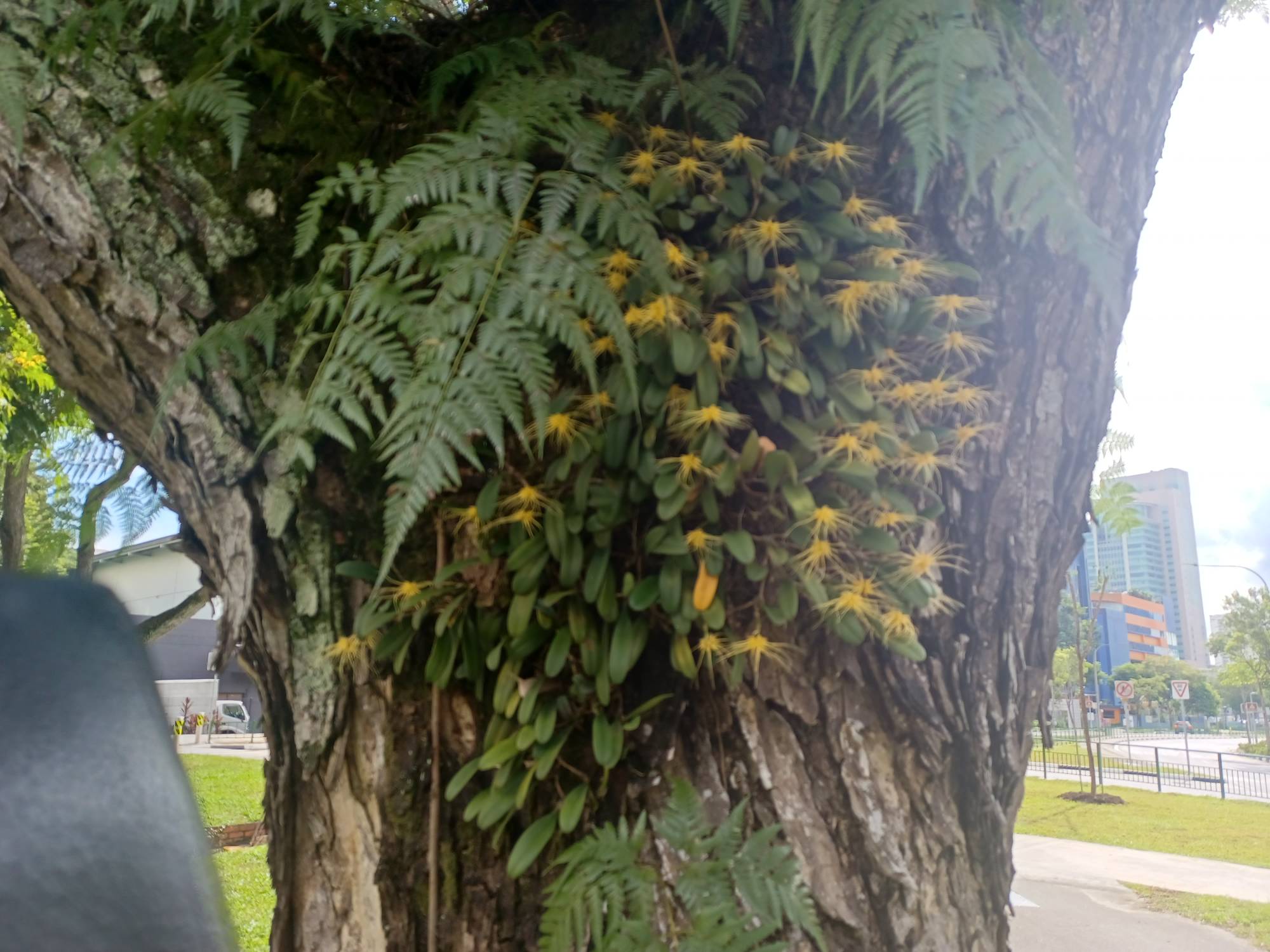 Bulbophyllum vaginatum 
