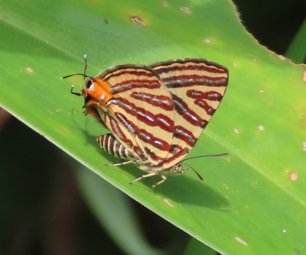 Long banded silverline