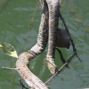 Crab-eating water snake