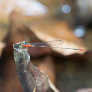 Red-tailed sprite