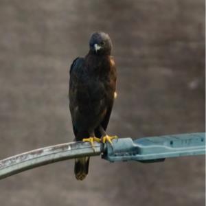 Changeable hawk eagle - dark morph