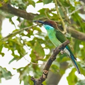 Blue-throated bee eater