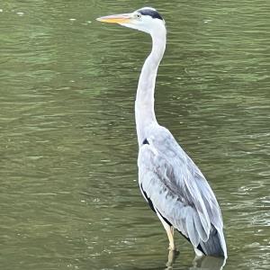 Gray heron 