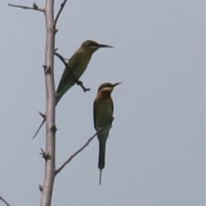 Blue-tailed bee eater