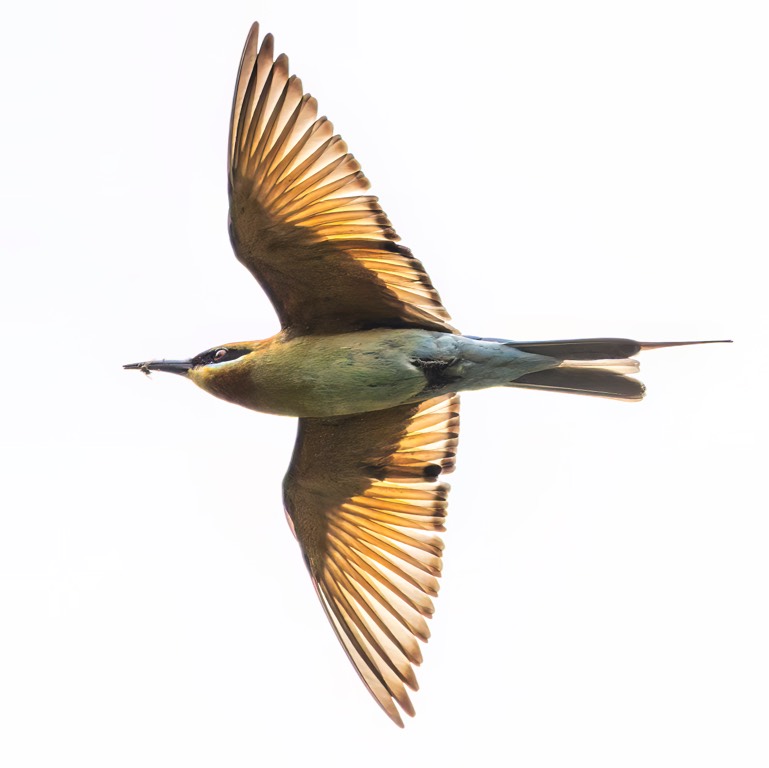 Blue tailed bee eater 