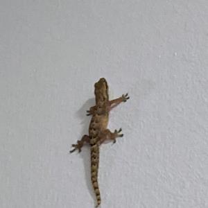 Spotted house gecko 🦎 
