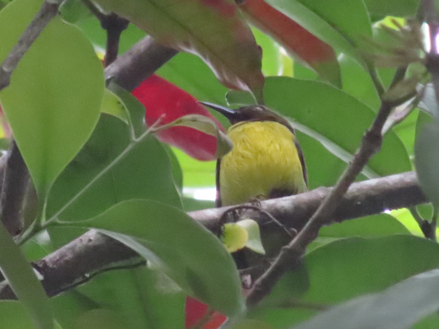 Brown-throated sunbird