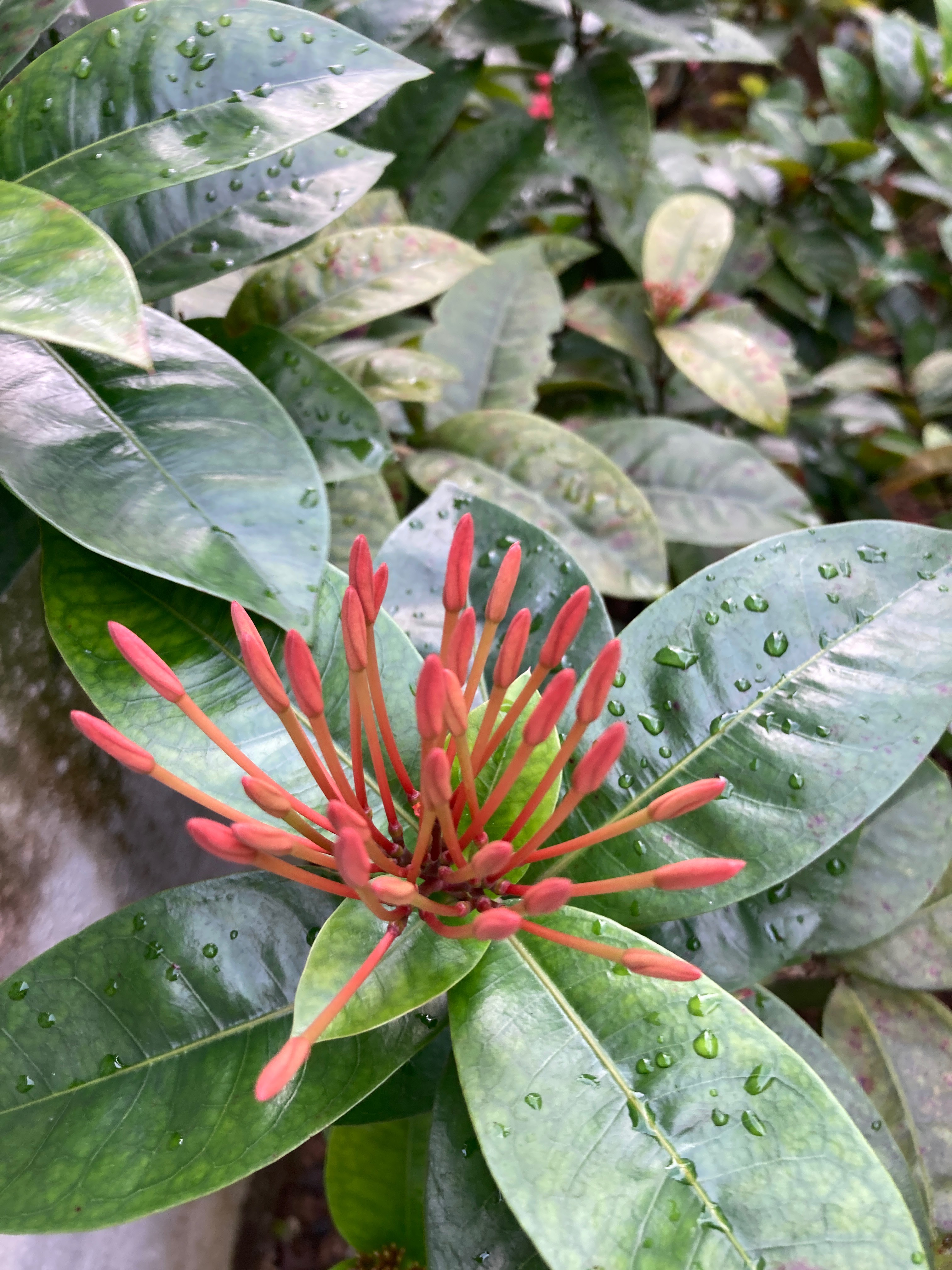 Chinese ixora 