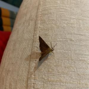 Moth 