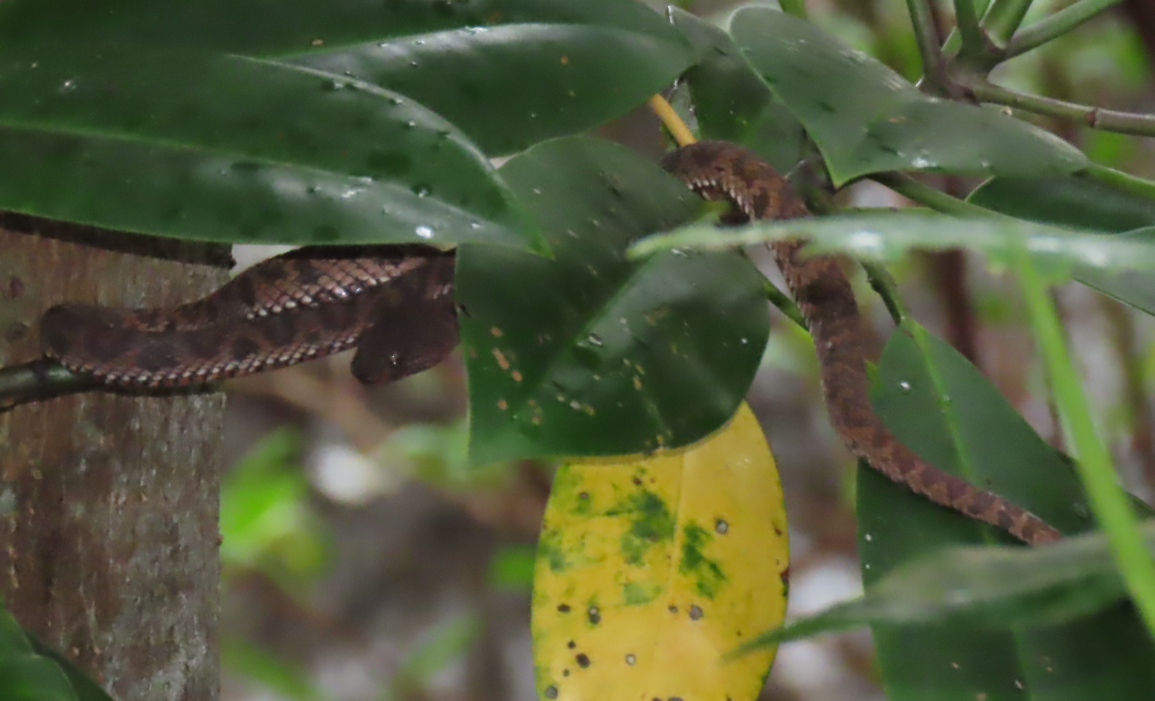 Mangrove pit viper