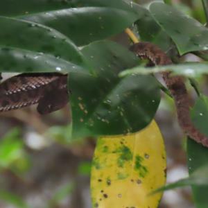 Mangrove pit viper