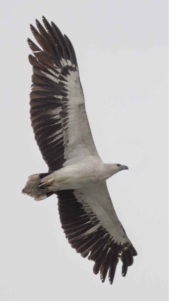 White bellied sea eagle 
