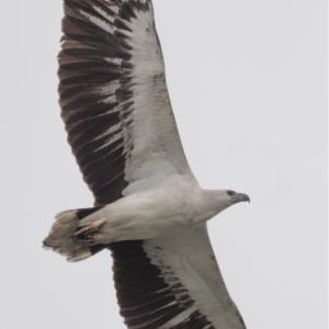 White bellied sea eagle 