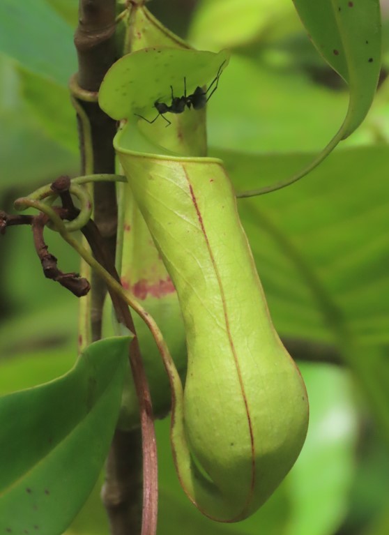 Slender pitcher plant