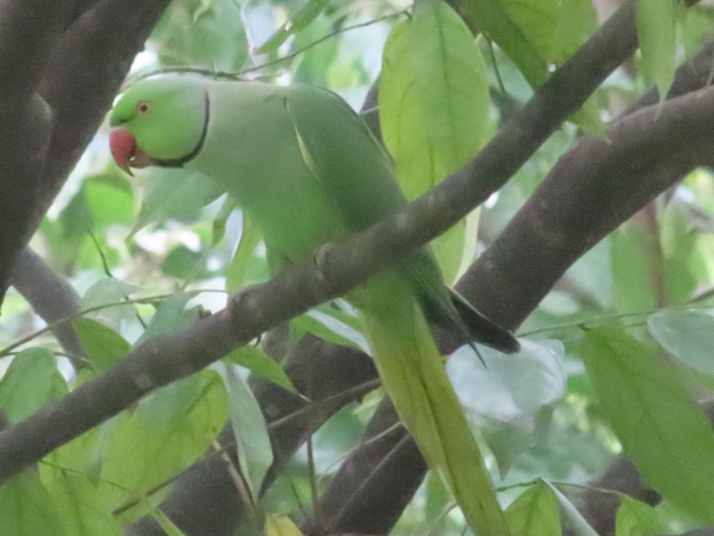 Rose-ringed parakeet 