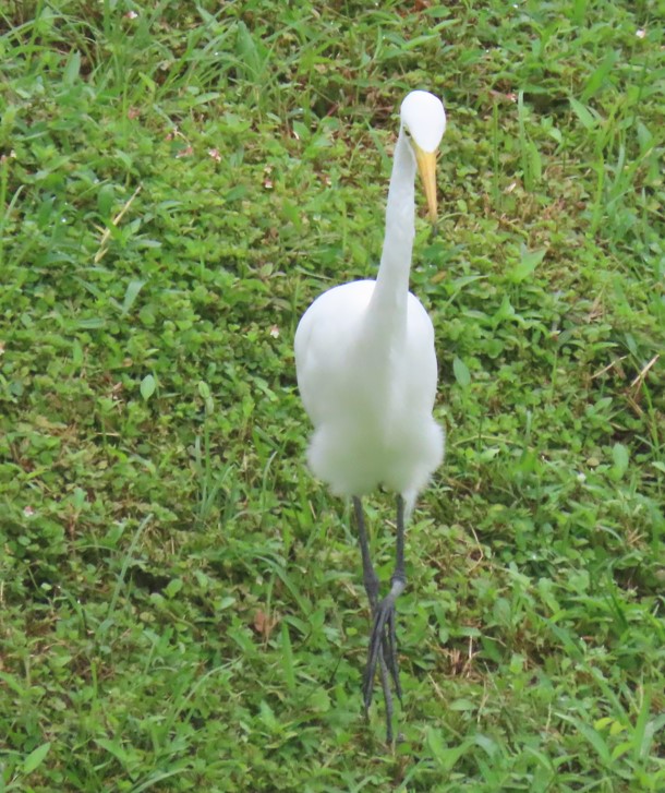 Intermediate egret