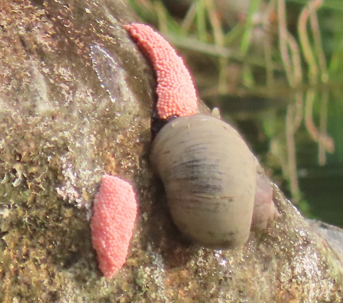 Golden apple snail (Pomacea maculata) Biodiversity and Environment