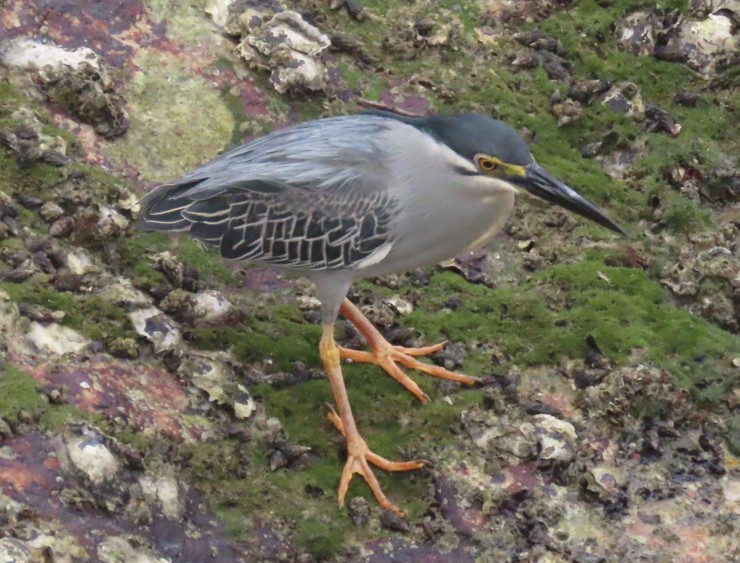 Striated heron