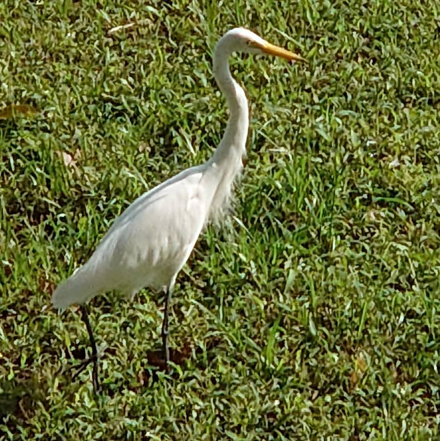 Intermediate egret