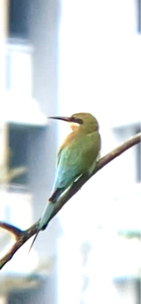 Blue-tailed bee-eater