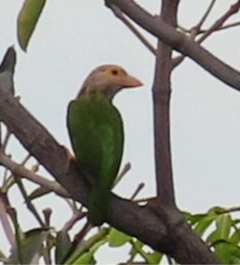 Lineated barbet