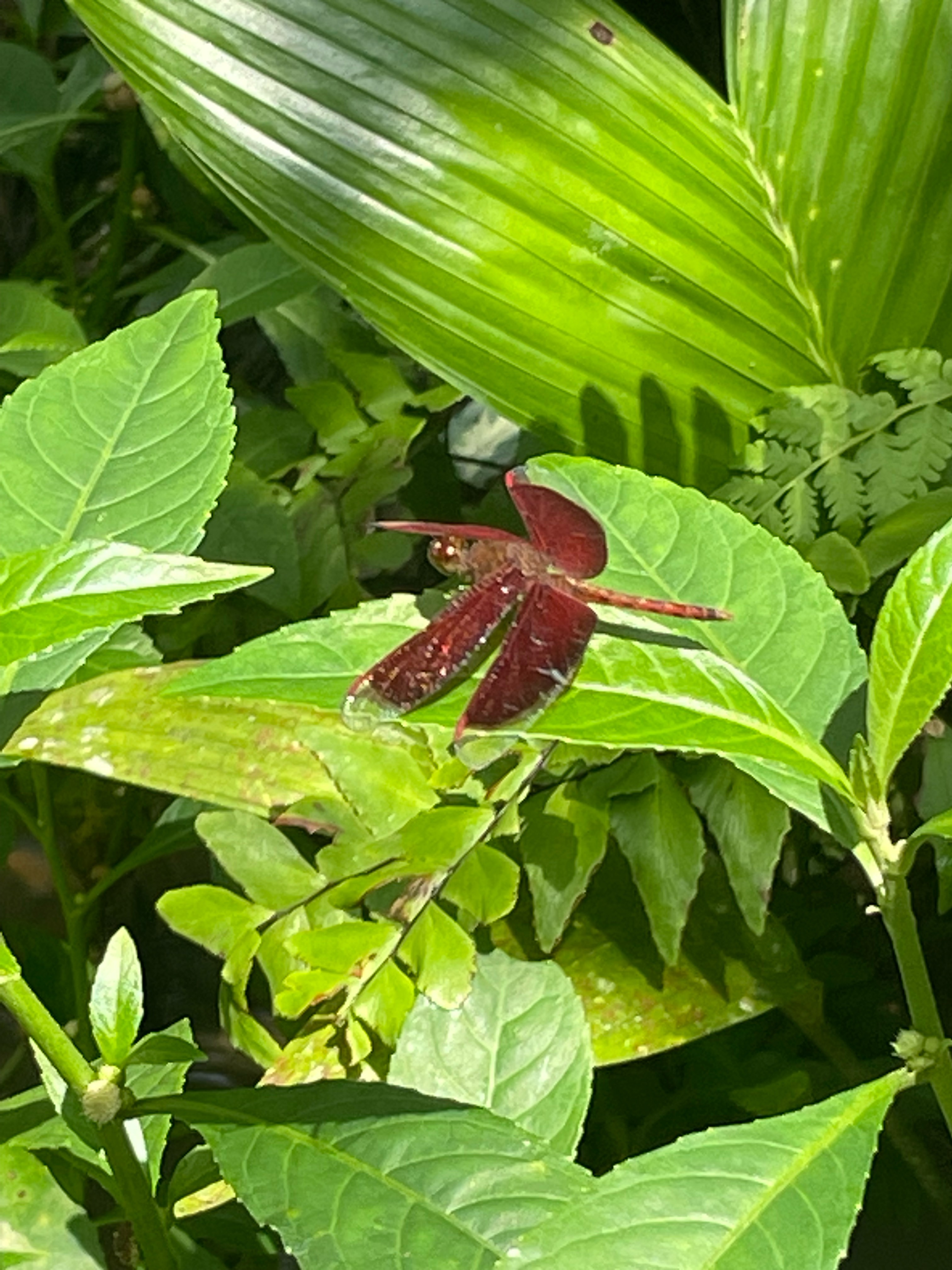 Common parasol