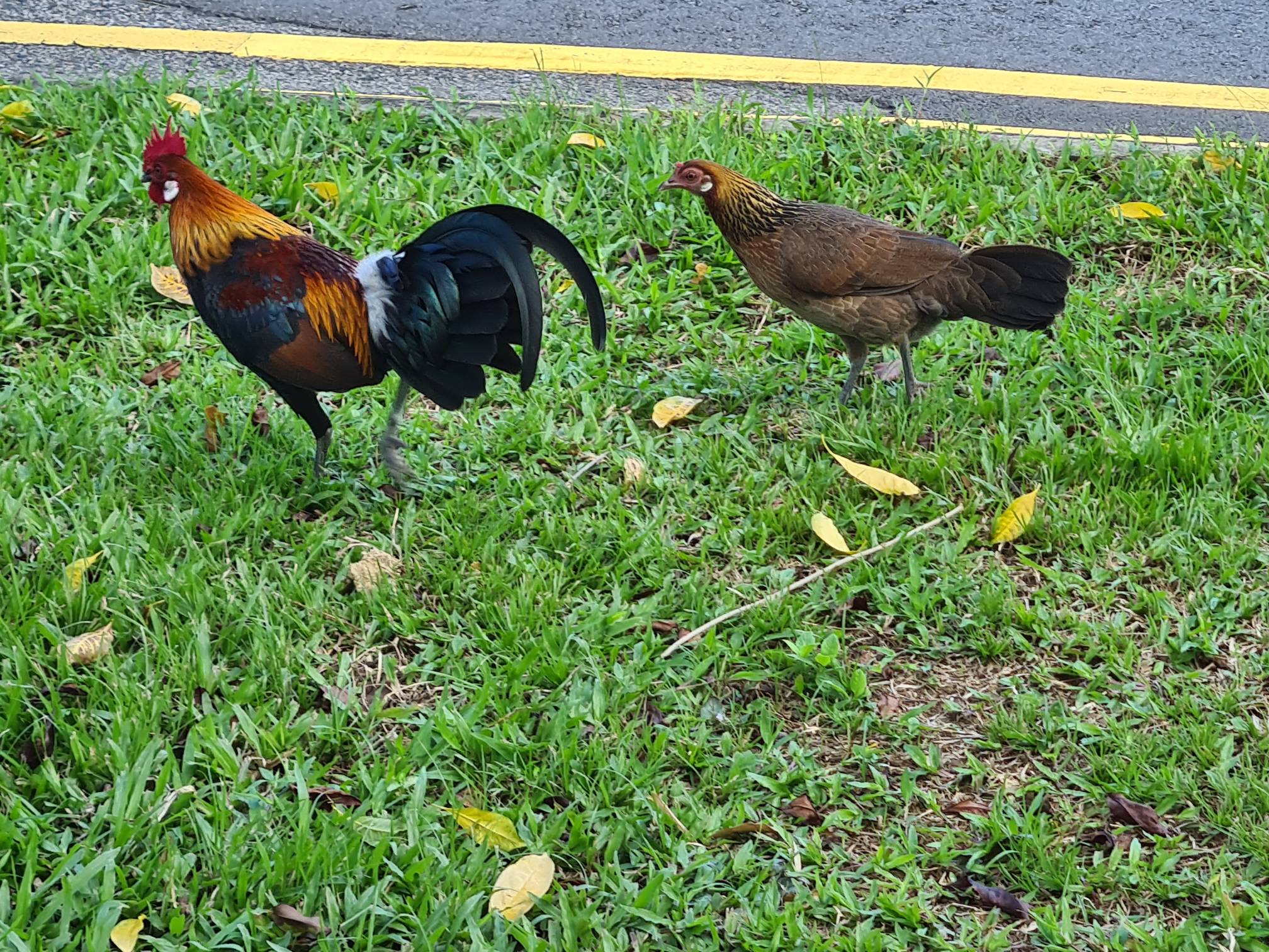 red-jungle-fowl-biodiversity-and-environment-database-system