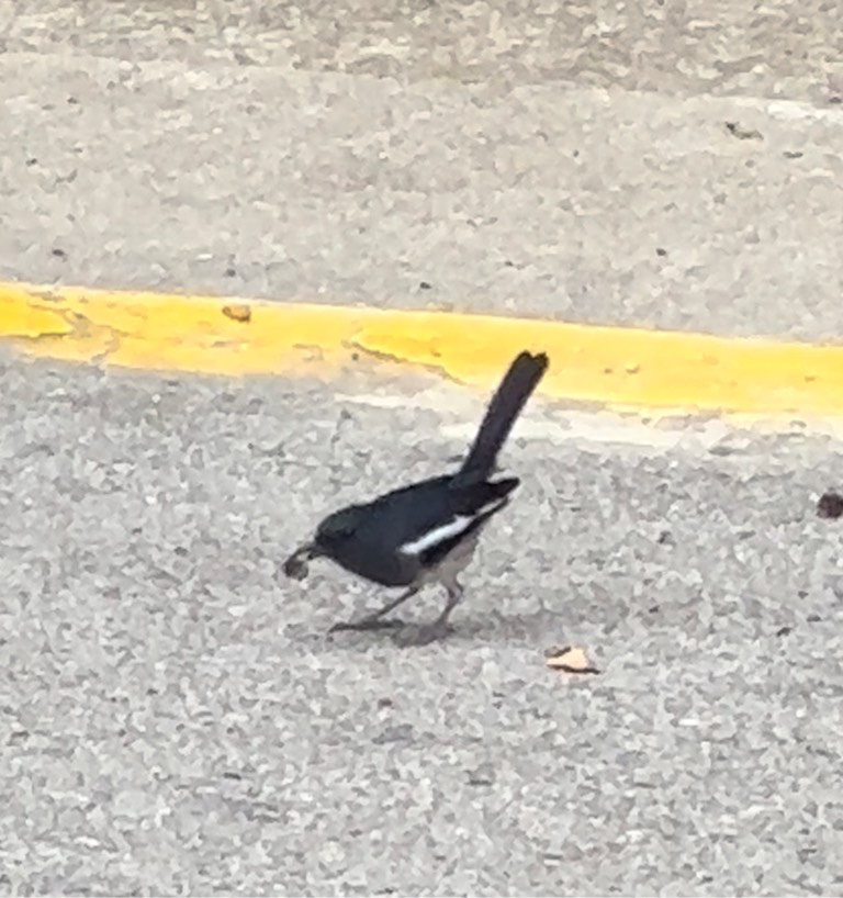 Magpie robin