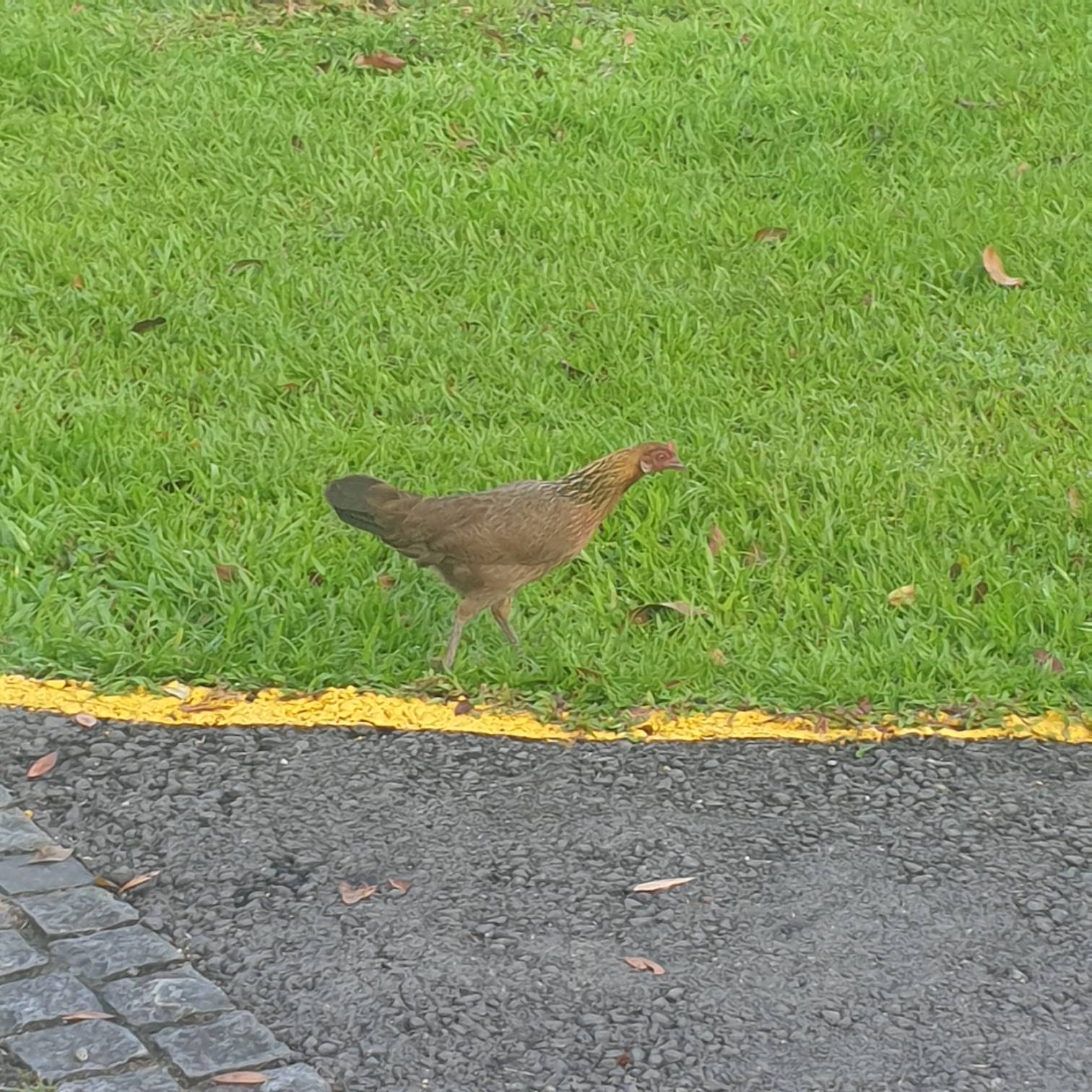 jungle-fowl-biodiversity-and-environment-database-system