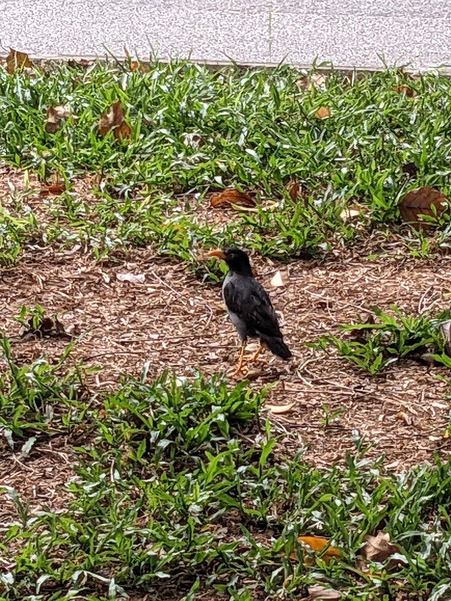 Javan myna