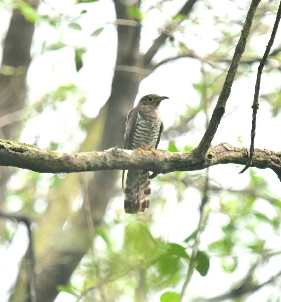 Indian cuckoo