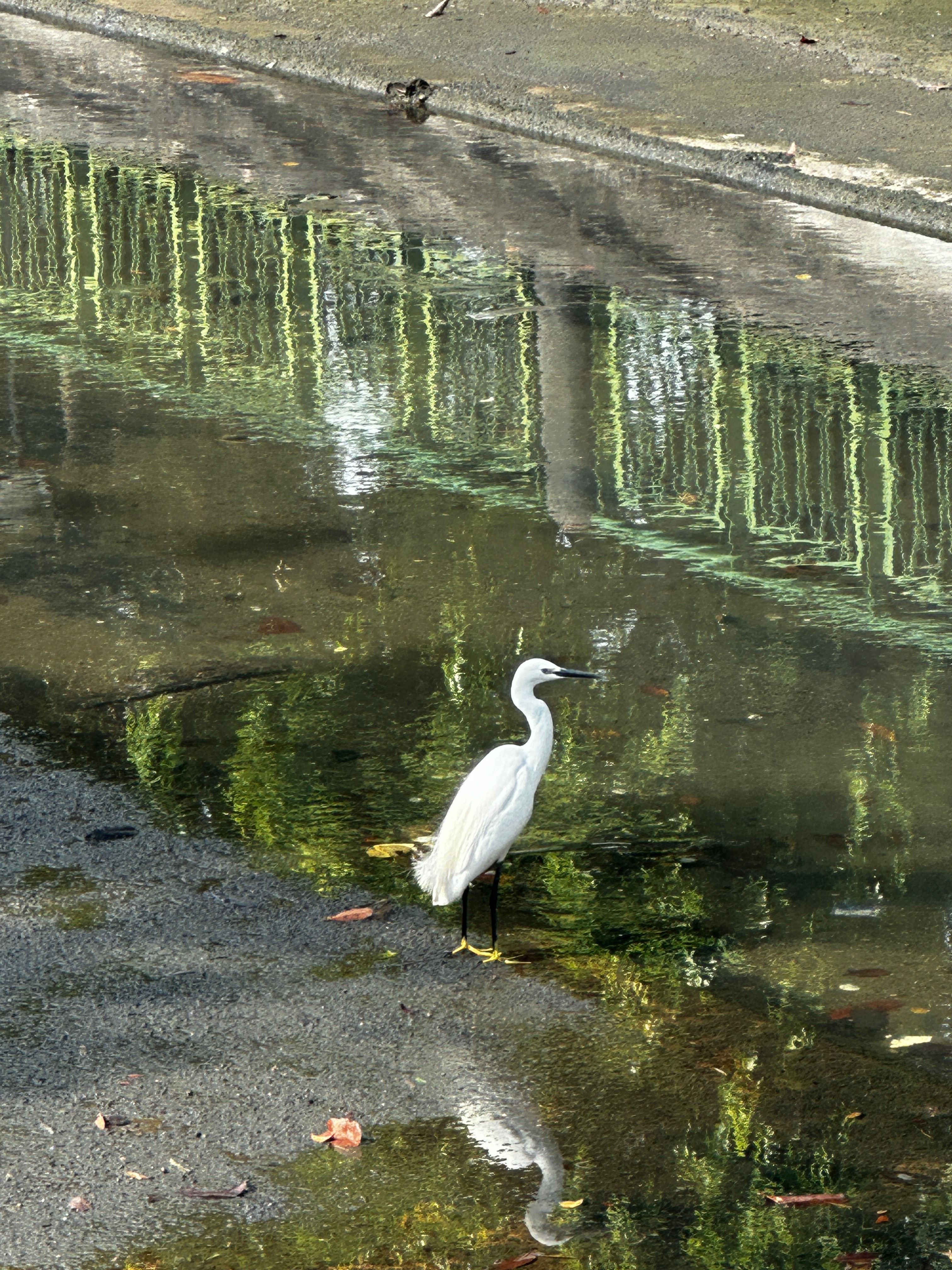 Typical egret 