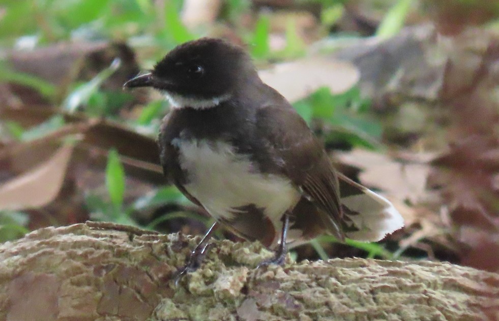 Malaysian pied fantail