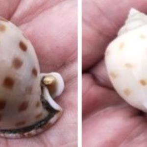 Japanese bonnet snail