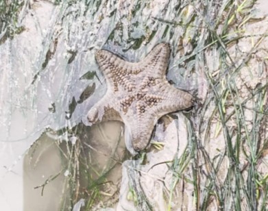 Biscuit sea star