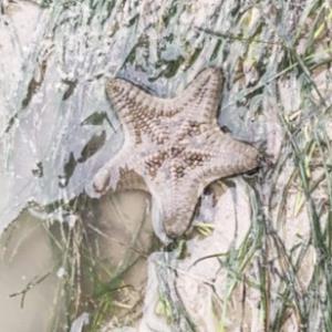 Biscuit sea star
