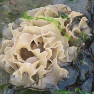 Bryozoan lace?