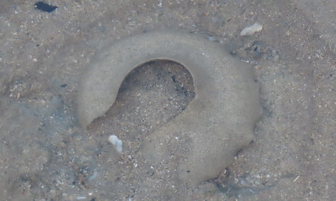 Sand collars of moon snail